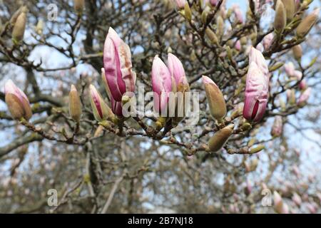 17. März 2020, Thüringen, Gera: Die Blüte einer magnolie beginnt in der Orangerie zu blühen. Foto: Bodo Schackow / dpa-Zentralbild / dpa Stockfoto