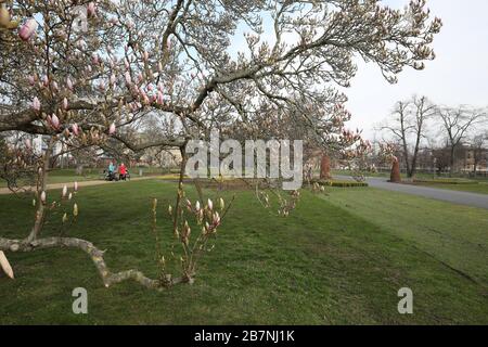 17. März 2020, Thüringen, Gera: Die Blüte einer magnolie beginnt in der Orangerie zu blühen. Foto: Bodo Schackow / dpa-Zentralbild / dpa Stockfoto