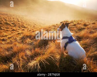 Ein Hund von Parson Jack Russell Terrier blickt auf einen nebligen Sonnenuntergang auf einem Berghang über dem Krim Pass im Snowdonia National Park in Wales Stockfoto