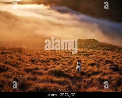 Ein Parson Jack Russell Terrier Hund, der auf einem Berghang steht und bei Sonnenuntergang über dem Krim Pass im Snowdonia National Park auf eine Wolkeninversion blickt Stockfoto