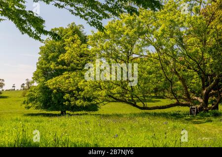 Eine Wildblumenwiese mit lila Orchideen unter den Bäumen auf dem Anwesen Tyntesfield, NR Wraxall, North Somerset, England, Großbritannien Stockfoto