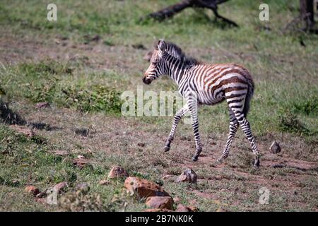 Junger Zebra-Fohlen, der seitlich über das Bild läuft, in der Masai Mara, Kenia Stockfoto