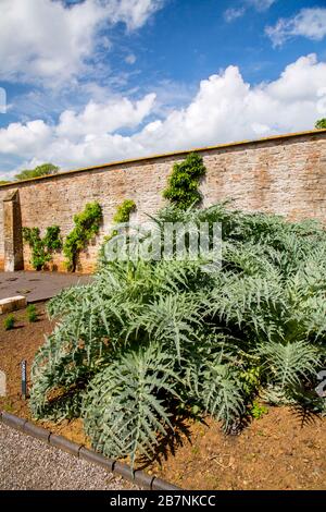 Ein Cardoon (Cynara cardunculus) - die Artischocke distle - außerhalb des ummauerten Gartens im Tyntesfield House, NR Wraxall, North Somerset, England, Großbritannien Stockfoto