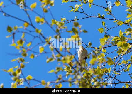 Willow Warbler im Frühjahr auf einer Filiale Stockfoto