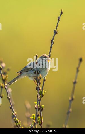 Willow Warbler singt im Frühjahr Stockfoto