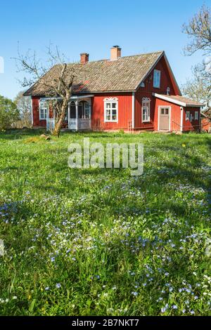 Vergiss mich nicht Blumen in einem Garten Stockfoto