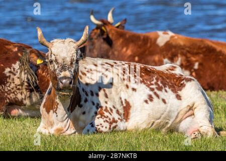 Kühe, die am Wasser liegen und wiederkäuern Stockfoto