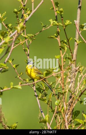 Gelbe Wagtail, die im Frühjahr auf einem Baumzweig sitzt Stockfoto