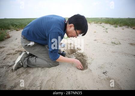 (200317) -- PEKING, 17. März 2020 (Xinhua) -- der chinesische Experte Zhang Long sucht nach Wüsten-Heuschreckeneiern in Khushab, Provinz Punjab, Pakistan, 2. März 2020. (Xinhua/Liu Tian) Stockfoto