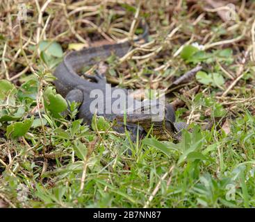 Malayanischer Wasser-Monitor, Lizard, in der Nähe eines Sees in den Botanischen Gärten von Singapur. Stockfoto
