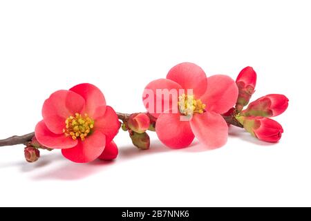 Chaenomeles speciosa Blumen isoliert auf weißem Hintergrund Stockfoto