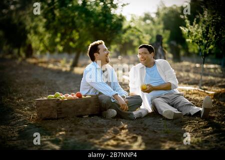 Zwei lachende Männer mittlerer Erwachsener teilen einen Witz, während sie neben einer Kiste mit Äpfeln in einem apfelgarten sitzen. Stockfoto