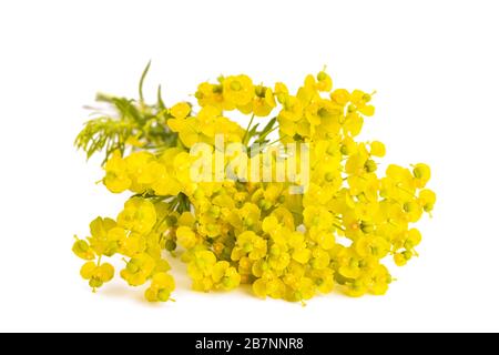 Zypressen Wolfsmilch (Euphorbia cyparissias) auf weißem Hintergrund Stockfoto