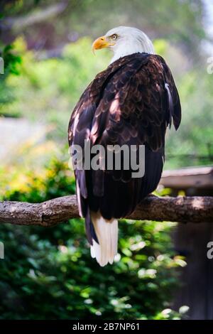 Weißkopfseeadler in freier Wildbahn. Stockfoto