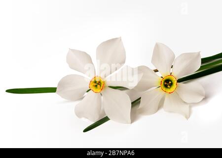 Weiße Narzissen (Narcissus poeticus) auf weißem Hintergrund Stockfoto