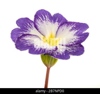 Primel Blume auf weißem Hintergrund Stockfoto