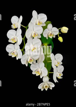 Die blühende Phalaenopsis Orchidee ist weiß mit dichten Blättern in einem Topf. Stockfoto