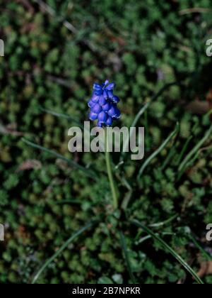 Einzelne Muscari (Traubenhyazinthe) blühen im Blumenbeet Stockfoto