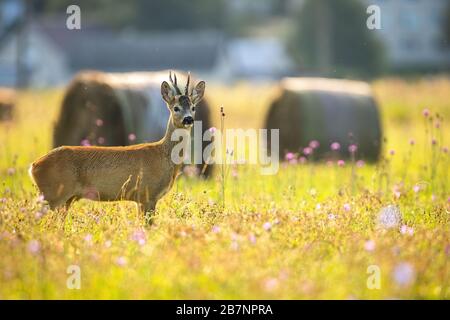 Alert Rehe, die im Sommer auf einer Wiese in der Nähe des Dorfes stehen Stockfoto