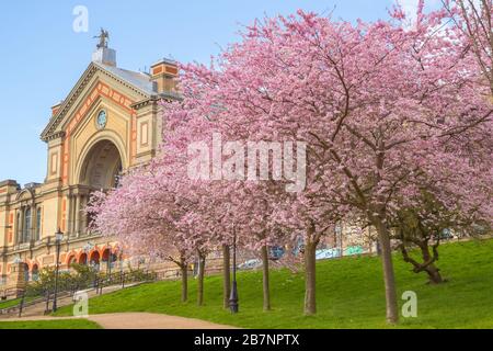Frühling, Alexandra Palace mit Kirschblüten in London, England Stockfoto