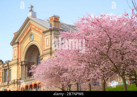 Frühling, Alexandra Palace mit Kirschblüten in London, England Stockfoto