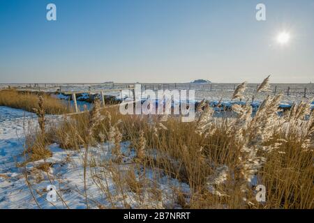 Insel Hallig Langeness, Nordsee, UNESCO-Weltkulturerbe, Nordfriesland, Schleswig-Holstein, Deutschland, Stockfoto