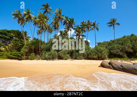 Tropischer Strand mit Palmen an einem sonnigen Tag. Stockfoto