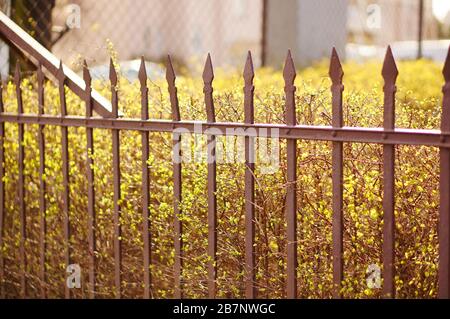 Metallzaun in der Nähe von Pflanzen Stockfoto