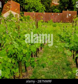 Weinberg auf Hügel und alte Häuser mit roten Dächern im Tal. Nahaufnahme von der Oberseite der Buchse. Stockfoto