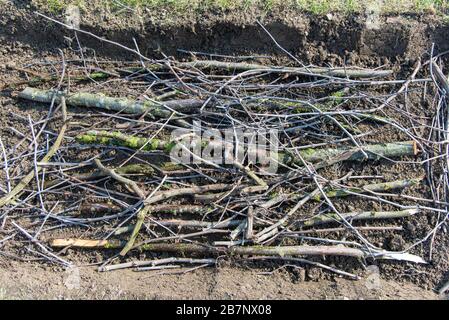 High-Angle-Schuss von Zweigen und Baumstämmen auf der gelegt Boden für Hugelkultur Hochbetten Stockfoto