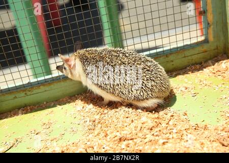 Der europäische Igel geriet in eine Falle, die für einen Nagetier wie eine Ratte bestimmt war. Geschärfter Igel in einem Käfig festgeklemmt. Stockfoto