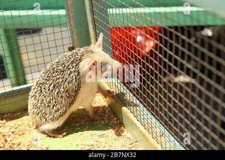 Der europäische Igel geriet in eine Falle, die für einen Nagetier wie eine Ratte bestimmt war. Geschärfter Igel in einem Käfig festgeklemmt. Stockfoto