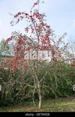 Der apfelbaum ohne Blätter, aber voller roter Äpfel im späten Herbst (Litauen). Stockfoto