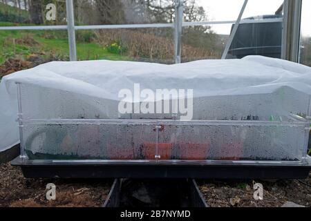 Samen, die sich in einem Gewächshaus in einer mit Gartenvlies überzogenen Pflanzkartuschen fortpflanzen, um sich vor der Kälte im Frühjahr Wales UK KATHY DEWITT zu schützen Stockfoto