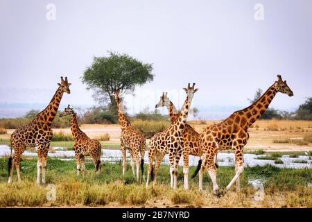 Ugandische Giraffe am Albert-See, Murchison Falls in Uganda Stockfoto