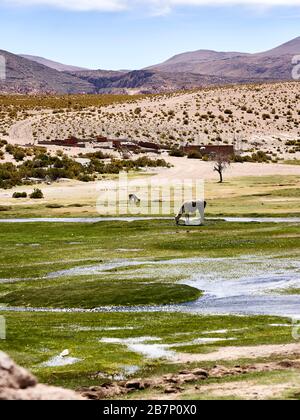 Lamas und Vicuna grasen den Altiplano Bolivien Stockfoto