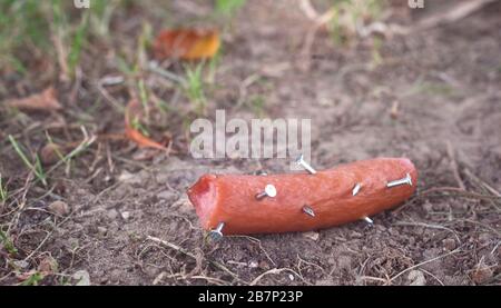 Nahaufnahme einer Wurst mit Nägeln auf der Wiese. Giftiger Köder. Stockfoto