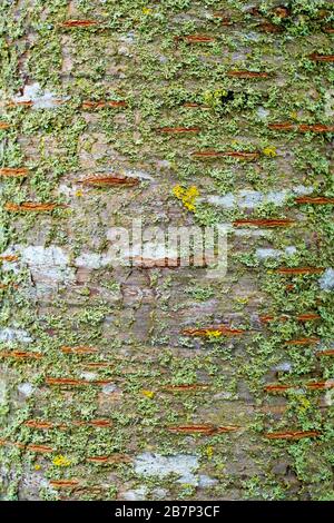 Wilde Kirsche (prunus avium), Nahaufnahme, die die Textur und Details der Baumrinde zeigt, die mit einer Vielzahl von Flechten bedeckt ist. Stockfoto