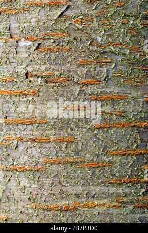 Wilde Kirsche (prunus avium), Nahaufnahme, die die Textur und Details in der Rinde eines jungen Baumes zeigt. Stockfoto