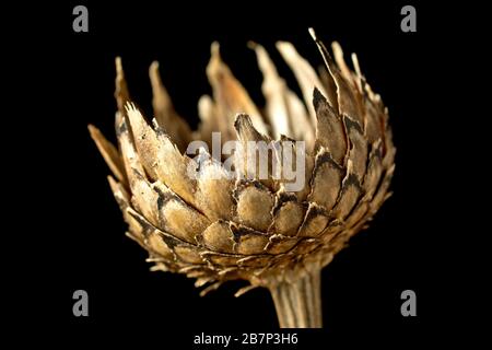 Stillleben einer teilweise offenen, leeren größeren Knapweed-Samenschote (Centaurea scabiosa) vor schwarzem Hintergrund, die Details der schuppigen Brakteen zeigen. Stockfoto