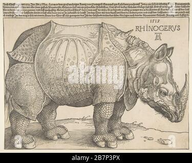 Die Rhinoceros.n.d. Stockfoto