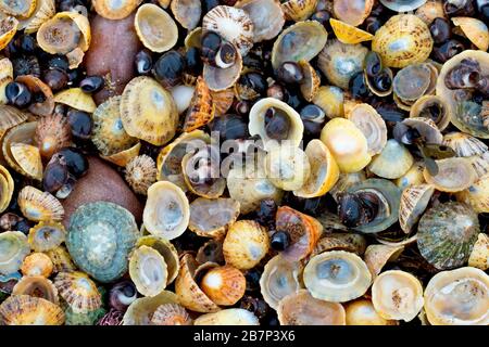 Nahaufnahme einer Ansammlung von Muscheln, die nach dem Ende der Flut auf der Hochzeitmarke zurückgelassen wurden, meist Kalkschalen und whelkige Muscheln. Stockfoto