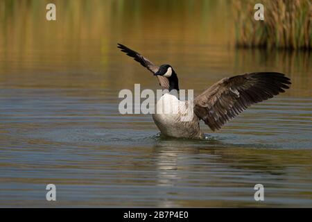 Kanada Goose-Branta canadensis Klappen seine Flügel. Stockfoto