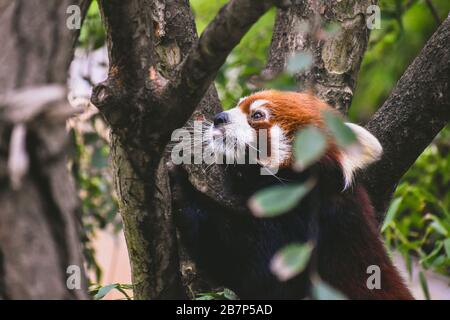 Roter Panda in einem Baum Stockfoto