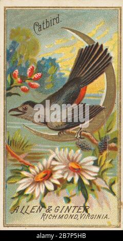 Catbird, aus der Serie Birds of America (N4) für die Marken allen &amp; Ginter Cigarettes, im Jahr 1888. Stockfoto