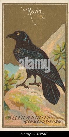 Raven, aus der Serie Birds of America (N4) für die Marken allen &amp; Ginter Cigarettes, im Jahr 1888. Stockfoto