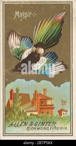 Magpie, aus der Serie Birds of America (N4) für alle &amp; Ginter Cigarettes Brands, im Jahr 1888. Stockfoto