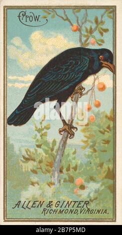 Crow, aus der Serie Birds of America (N4) für die Marken allen &amp; Ginter Cigarettes, im Jahr 1888. Stockfoto