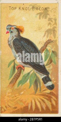 Top Knot Pigeon, von den Birds of the Tropics Series (N5) für alle &amp; Ginter Cigarettes Brands, 1889. Stockfoto