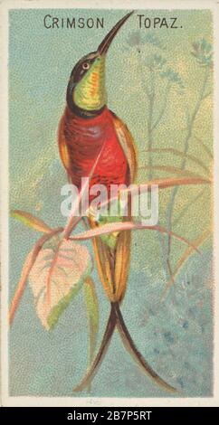 Crimson Topaz, von den Birds of the Tropics Series (N5) für alle &amp; Ginter Cigarettes Brands, 1889. Stockfoto